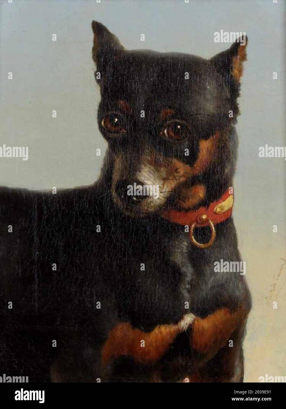 Leopold De Cauwer - Hundeporträt eines Pinschers. Stock Photo