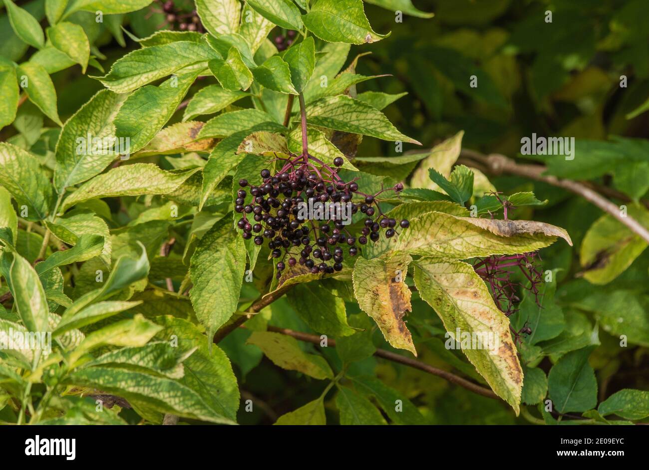 Bleuet (Bluet) (Centaurea cyanus) (cornflower, bachelor's button