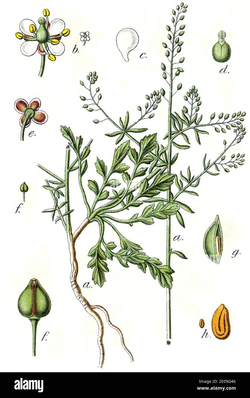 Lepidium graminifolium Sturm22. Stock Photo