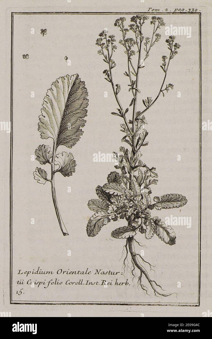 Lepidium Orientale Nasturtii Crispi folio Coroll Inst Rei herb 15 - Tournefort Joseph Pitton De - 1717. Stock Photo