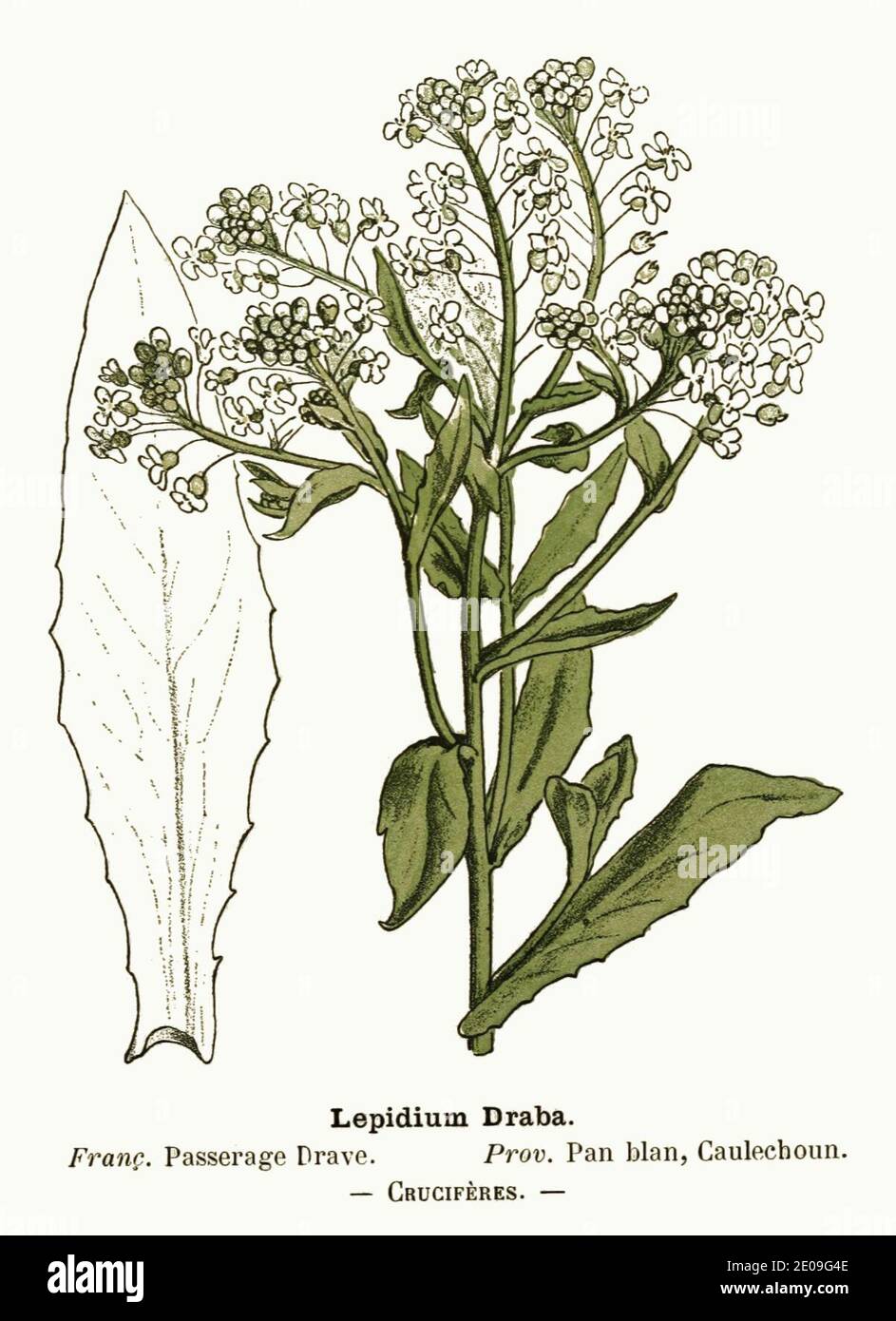 Lepidium draba - Flore coloriée de poche du littoral méditerranéen. Stock Photo
