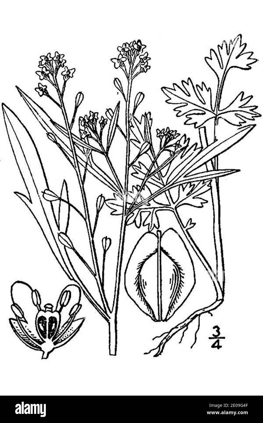 Lepidium sativum. Stock Photo