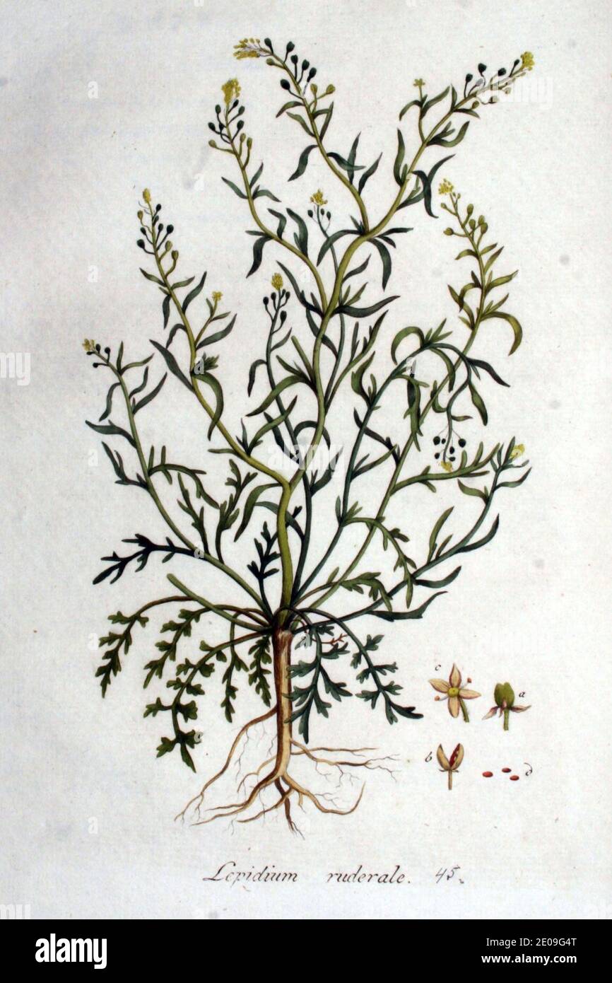 Lepidium ruderale — Flora Batava — Volume v1. Stock Photo