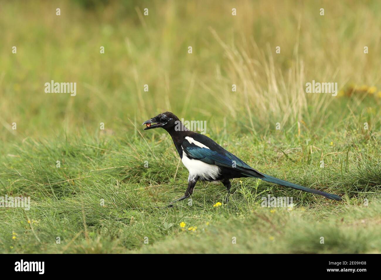 Eurasian magpie is one of the most intelligent birds - Pica pica Stock Photo
