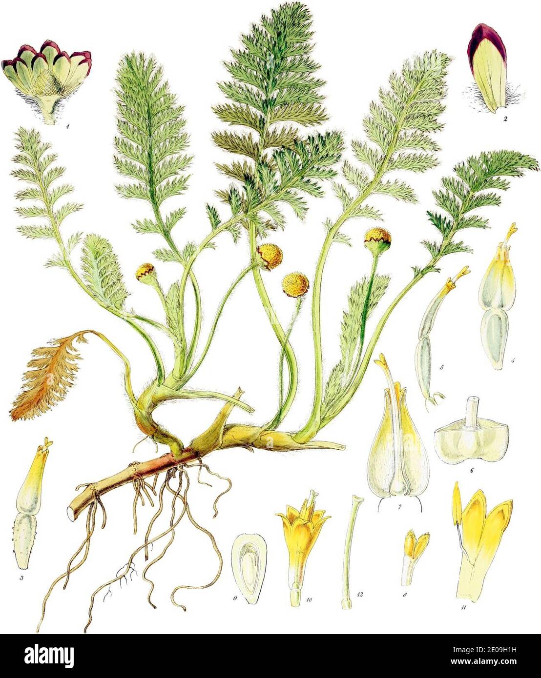 Leptinella plumosa-Botany of Antarctica-PL020-0045. Stock Photo