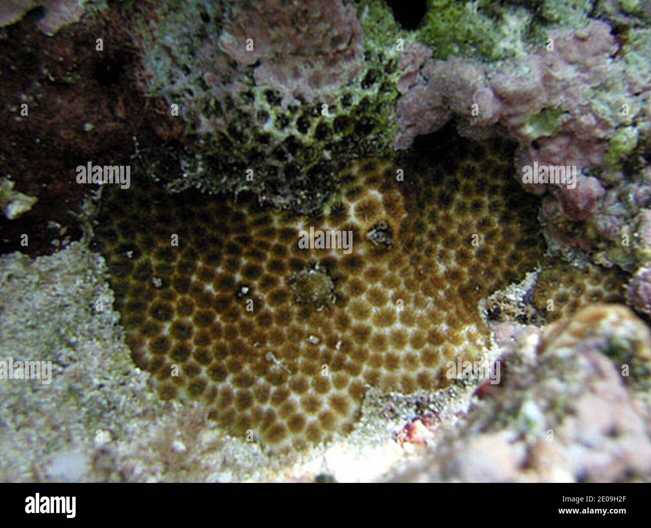 Leptastrea purpurea. Stock Photo