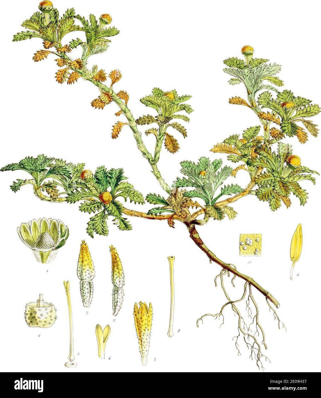 Leptinella lanata-Botany of Antarctica-PL019-0043. Stock Photo