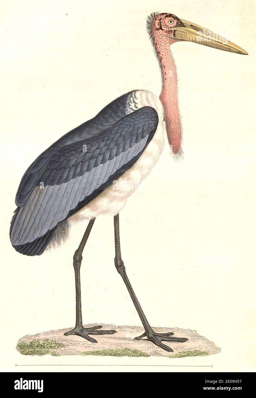 Leptoptilos dubius 1838. Stock Photo