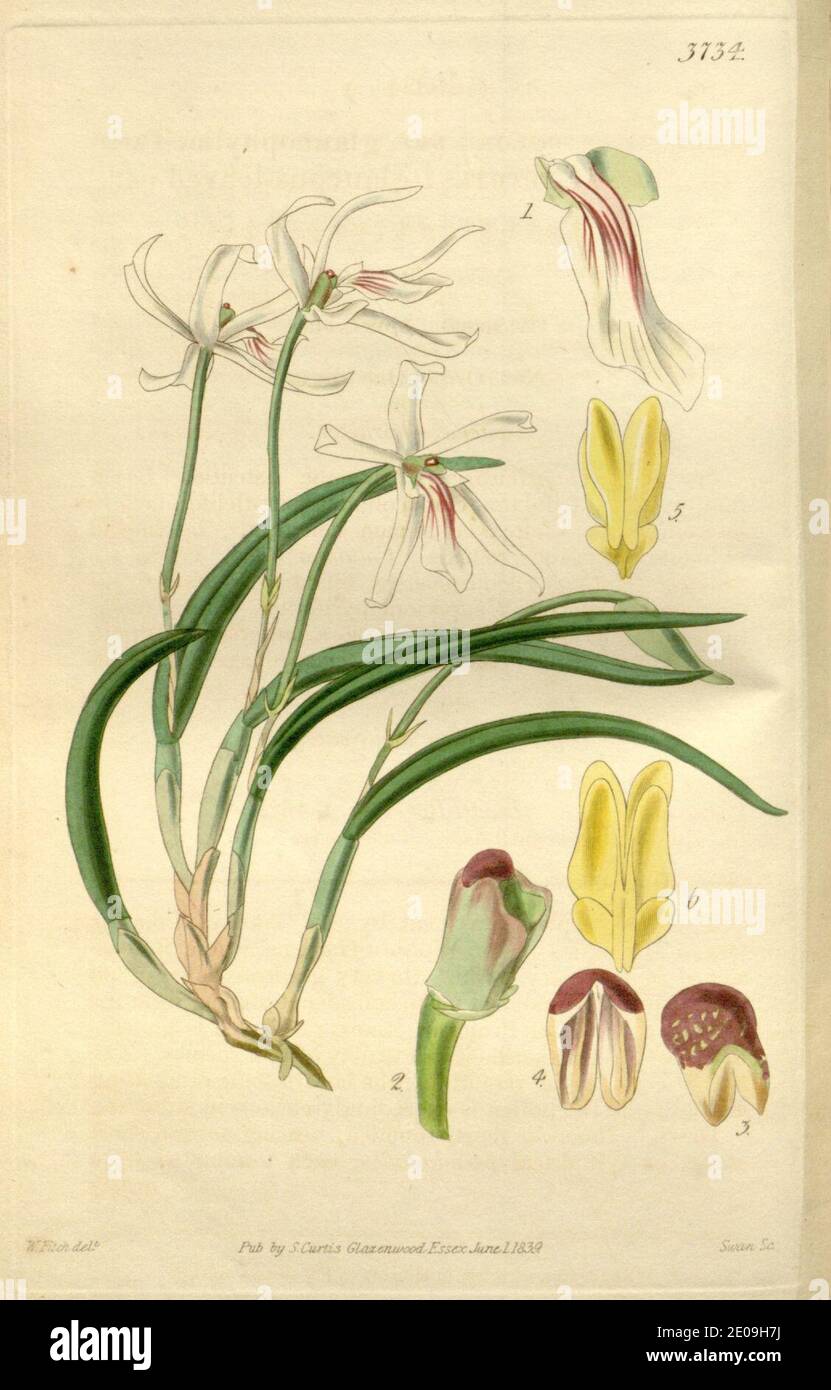 Leptotes bicolor (as Leptotes bicolor var. glaucophylla) - Curtis' 66 (N.S. 13) pl. 3722 (1840). Stock Photo