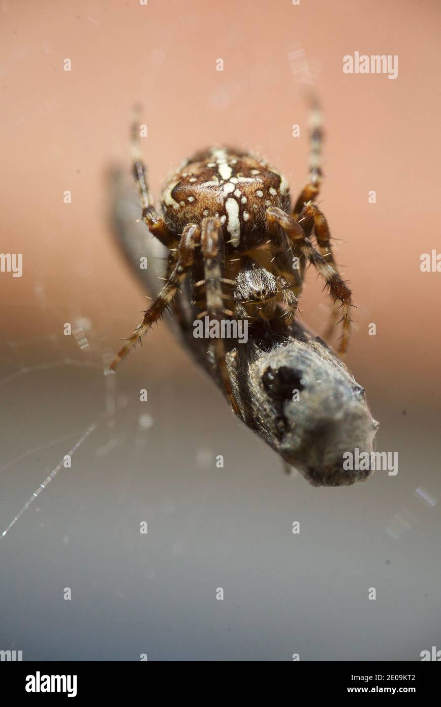 European garden spider wrapping a fly in its web, macro close up shot. A spider wrapping a fly in a silk web. Araneus diadematus. Crowned orb weaver. Stock Photo