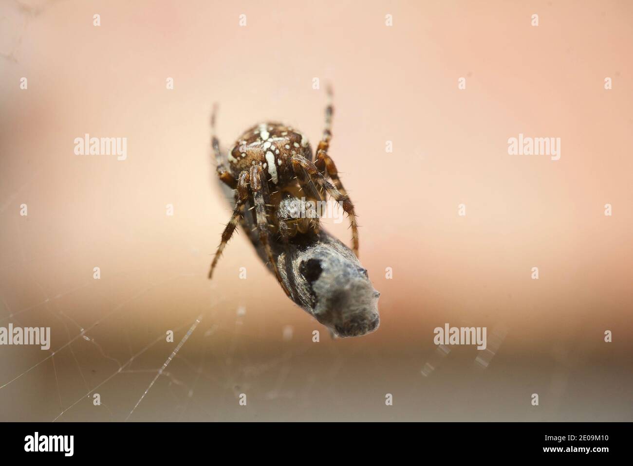 European garden spider wrapping a fly in its web, macro close up shot. A spider wrapping a fly in a silk web. Araneus diadematus. Crowned orb weaver. Stock Photo