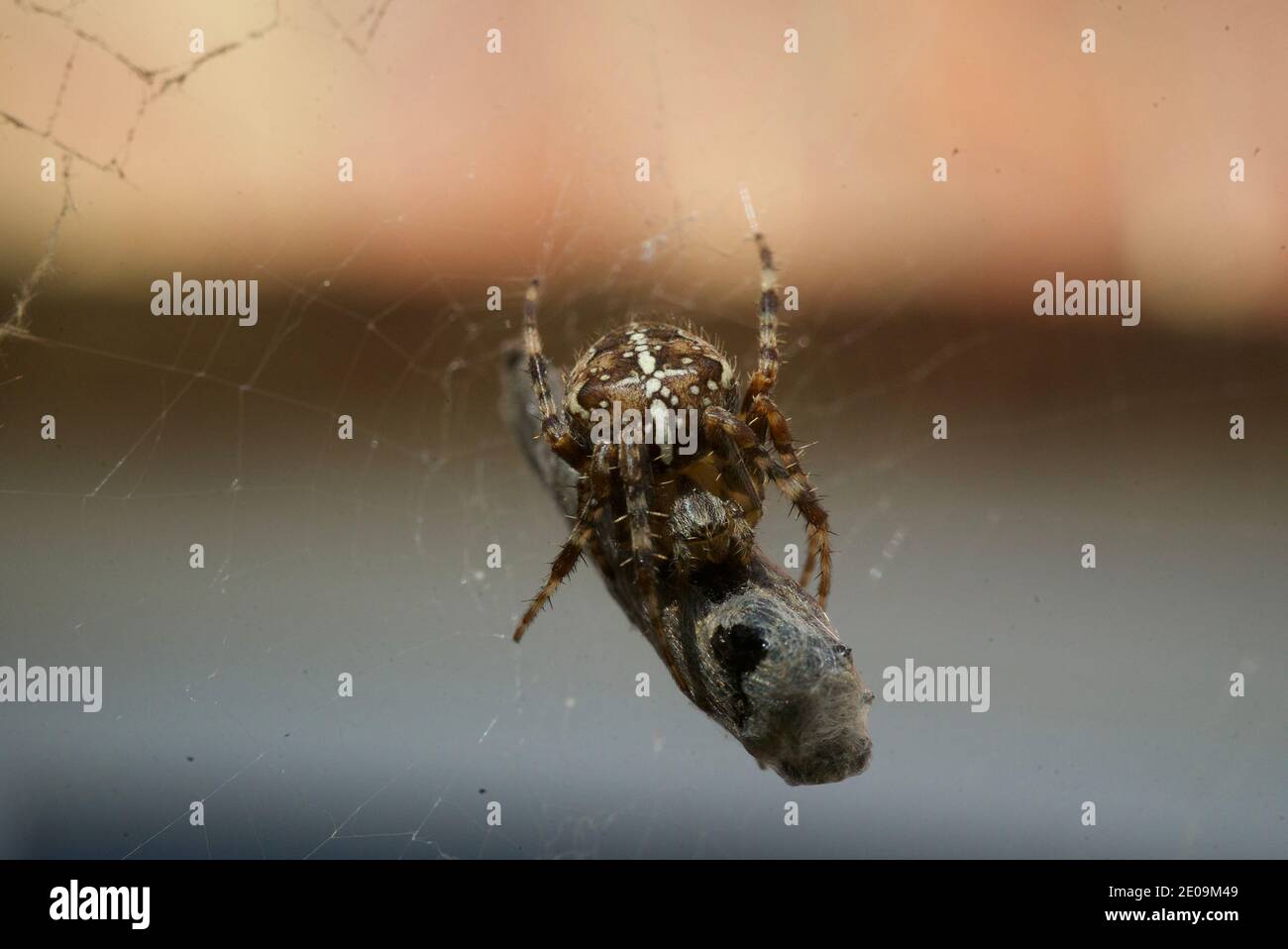 European garden spider wrapping a fly in its web, macro close up shot. A spider wrapping a fly in a silk web. Araneus diadematus. Crowned orb weaver. Stock Photo