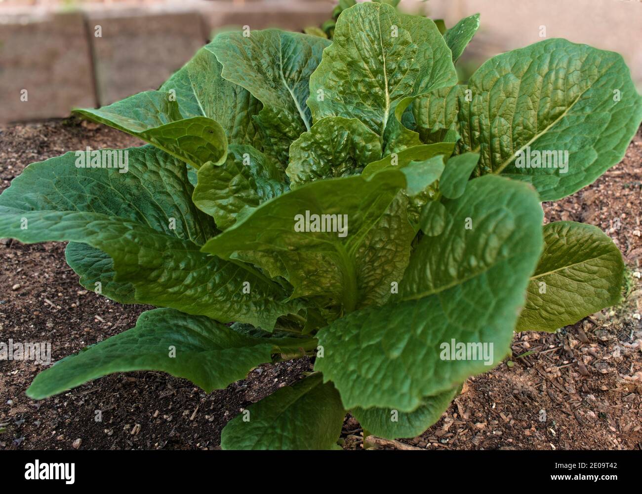A healthy and organic Romaine Lettuce plant Stock Photo Alamy