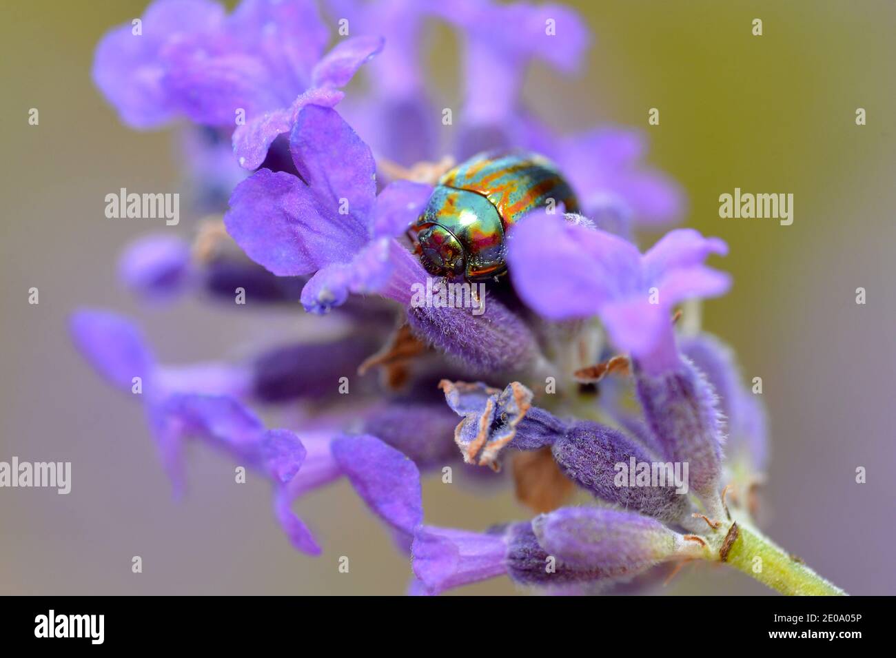 A colourful Rosemary Beetle on a Lavender plant Stock Photo