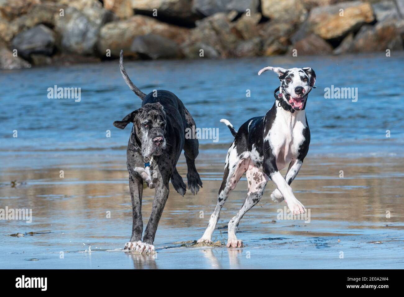 Great danes hotsell and water