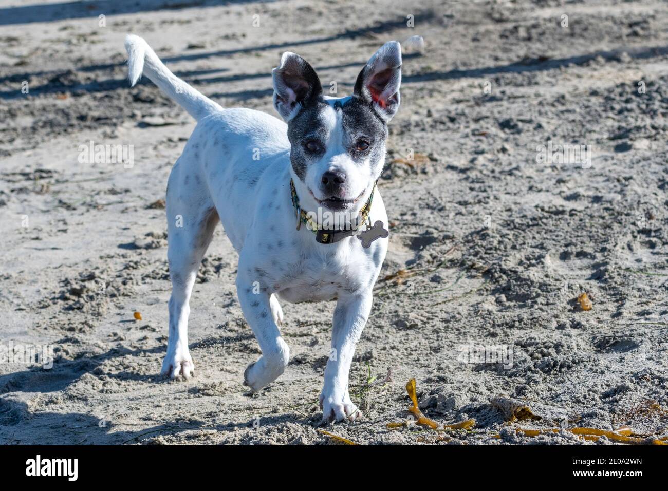 A white and gray mixed breed small dog walking at the beach Stock Photo