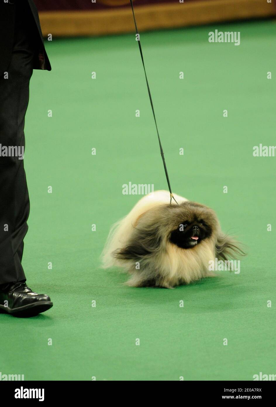 Malachy the Pekingese wins the best in show at the 136th Annual Westminster Kennel Club dog show, held at Madison Square Garden in New York City, NY, USA on February 14, 2012. Photo by Graylock/ABACAPRESS.COM Stock Photo