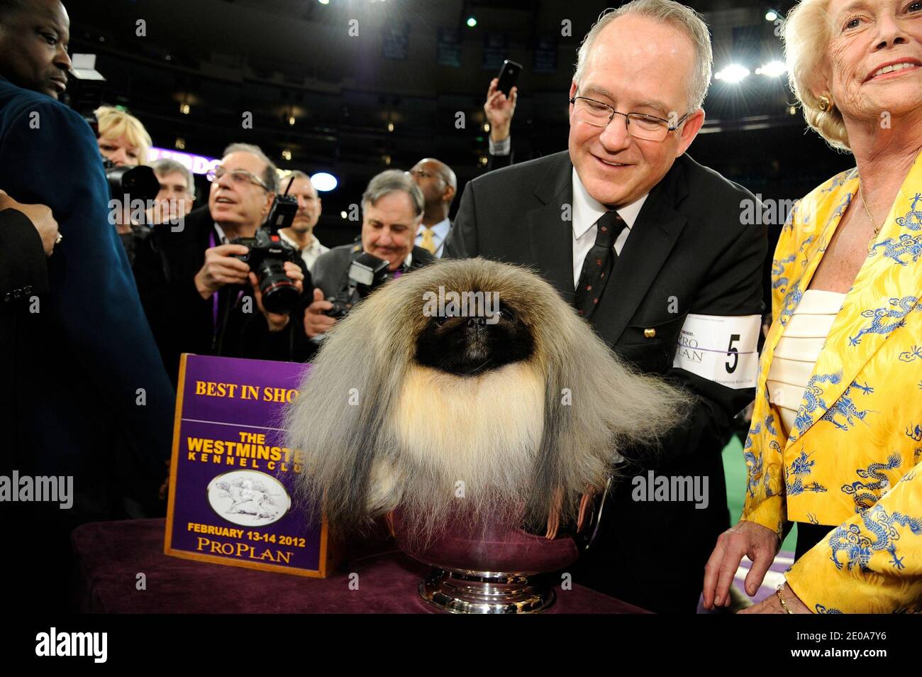Malachy the Pekingese wins the best in show at the 136th Annual Westminster Kennel Club dog show, held at Madison Square Garden in New York City, NY, USA on February 14, 2012. Photo by Graylock/ABACAPRESS.COM Stock Photo