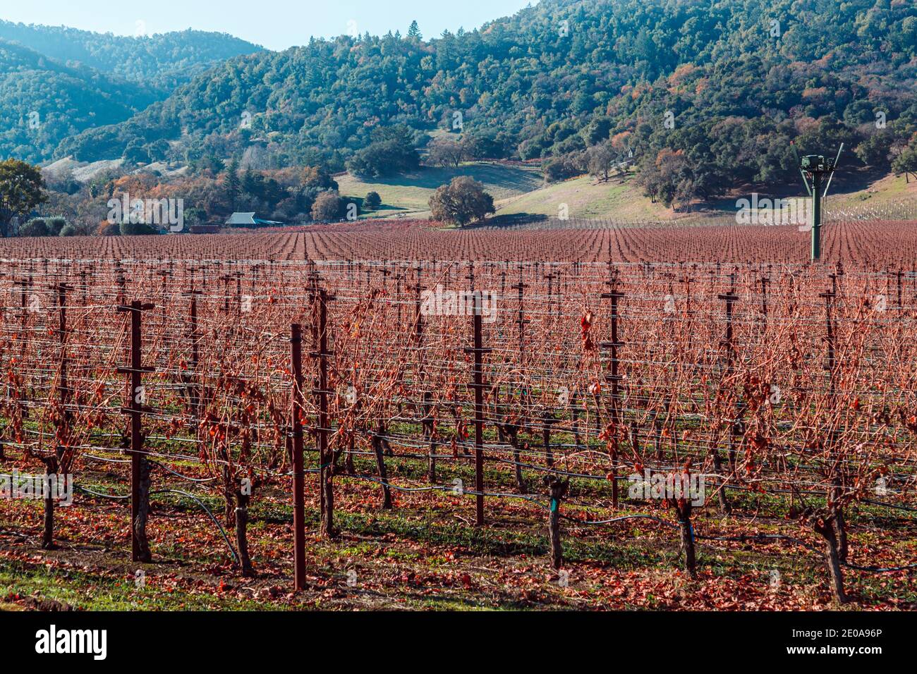 Vineyard in autumn colour, reds and russets with a green hillside background. Stock Photo