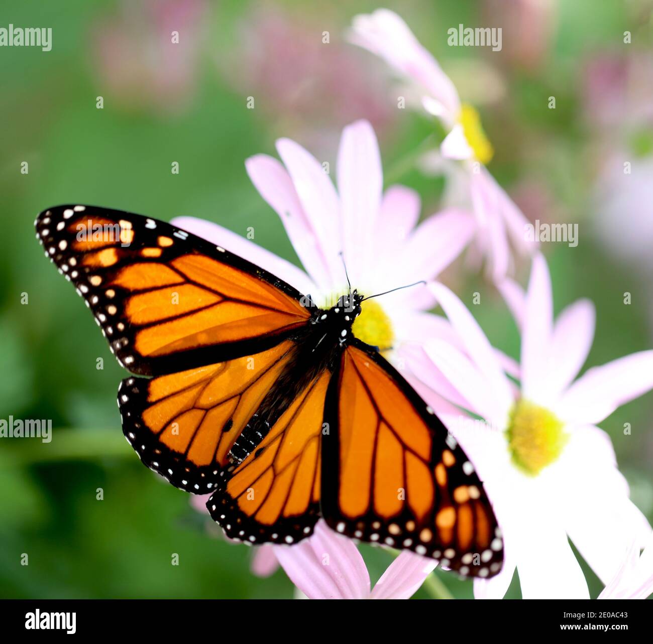 Monarch Butterfly on Pink Daisies Stock Photo