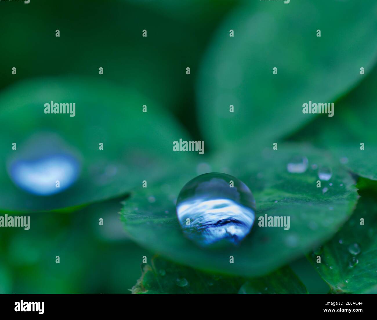 Water Drop World on Three Leaf Clover Stock Photo