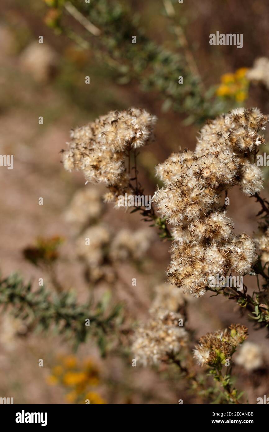 White achene fruit, Coastal Goldenbush, Isocoma Menziesii, Asteraceae, native shrub in Ballona Freshwater Marsh, Southern California Coast, autumn. Stock Photo