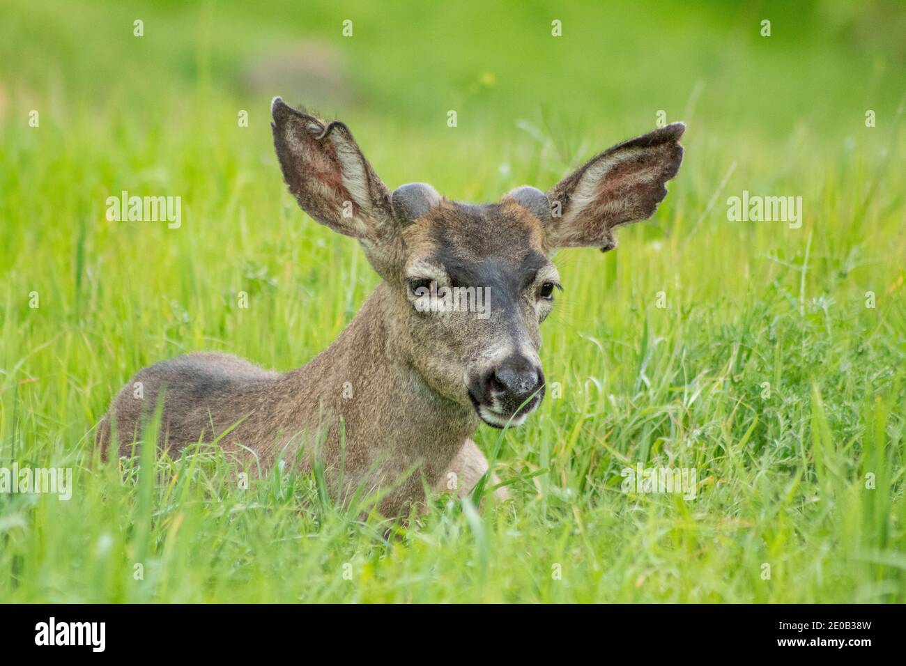 A Mule Deer resting in a grassy field Stock Photo