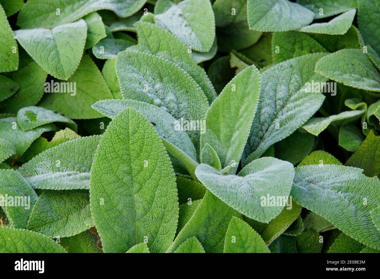 Lamb's Ear plant, a perennial plant with soft and fuzzy leaves Stock Photo