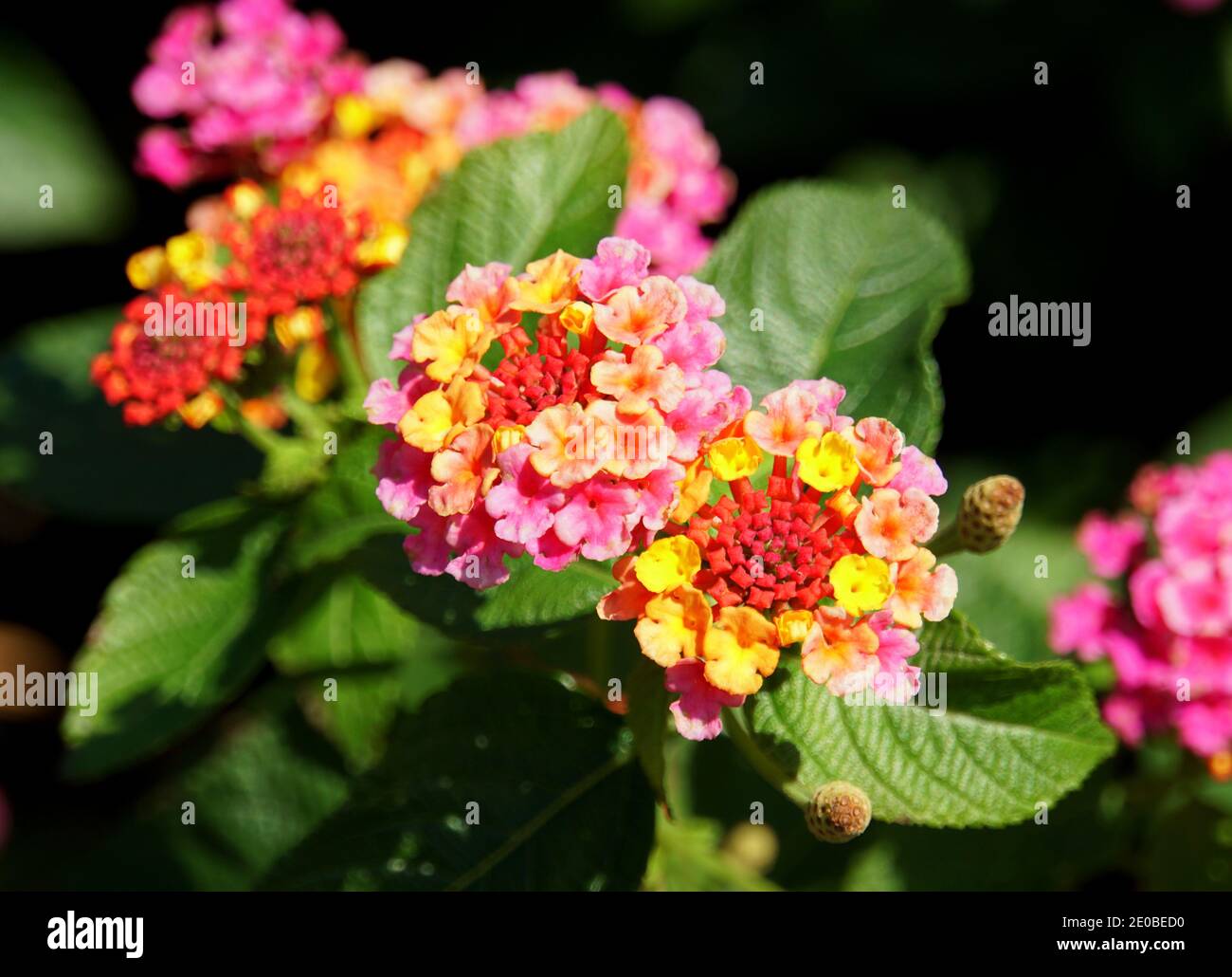 Colorful And Mixed Colors Of Lantana Camara Flowers In Yellow Pink And Orange Stock Photo Alamy Colorful And Mixed Colors Of Lantana Camara Flowers In Yellow Pink And Orange Stock Photo Alamy