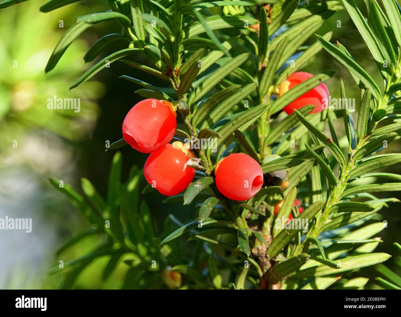 Close up of the bright red berries of the Yew tree Stock Photo - Alamy