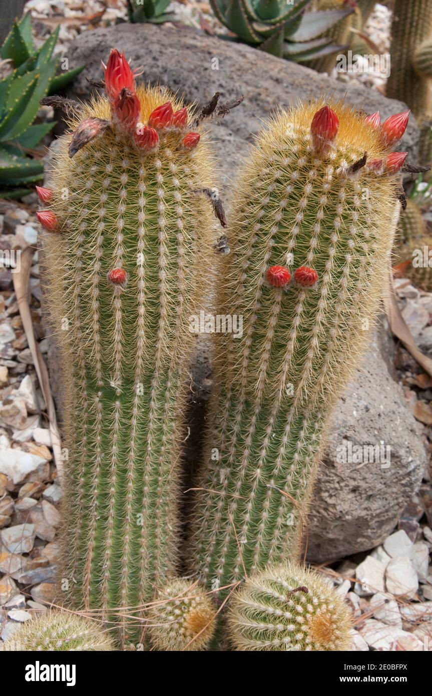Borzicactus aureispina (hybrid), Arid Garden, Royal Botanic Gardens, Melbourne Stock Photo