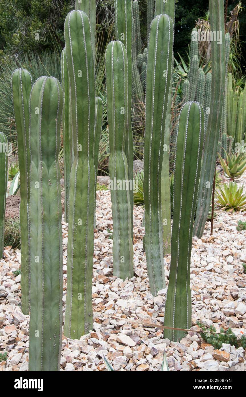 Arid Garden, Royal Botanic Gardens, Melbourne, December 2020 Stock Photo