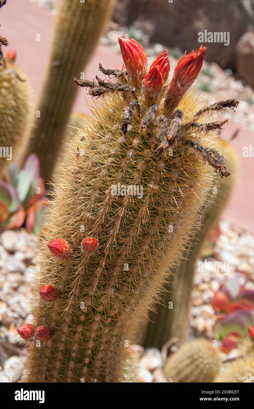 Borzicactus aureispina (hybrid), Arid Garden, Royal Botanic Gardens, Melbourne Stock Photo