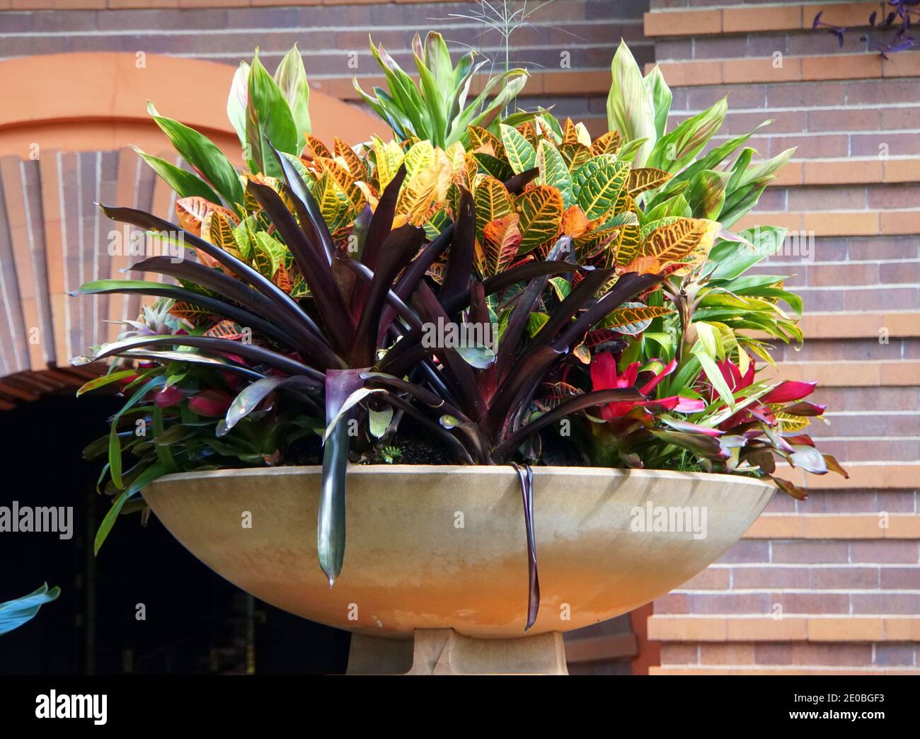 Colorful leaves of Croton plant inside a big flowering pot Stock Photo -  Alamy