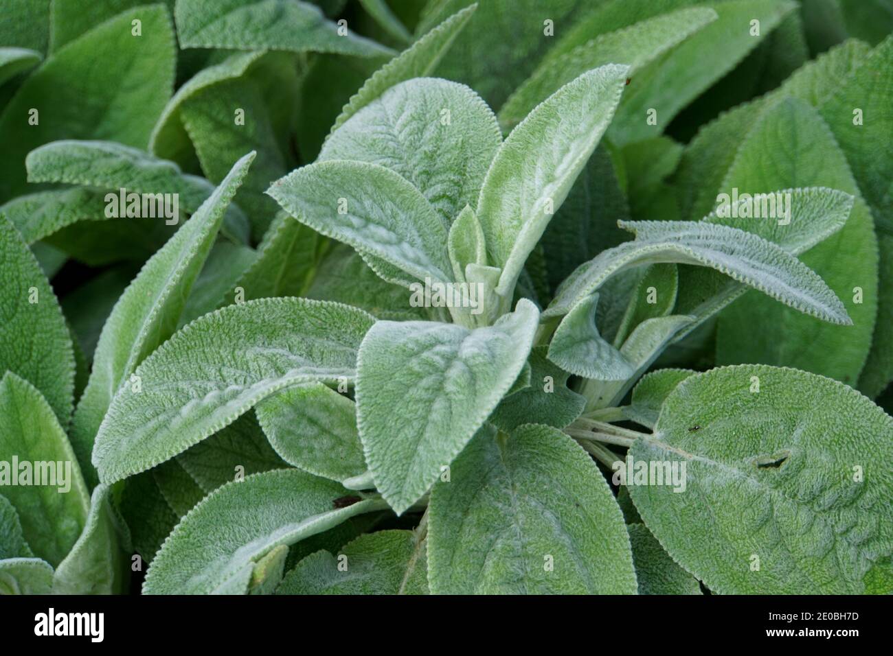Lamb's Ear plant, a perennial plant with soft and fuzzy leaves Stock Photo