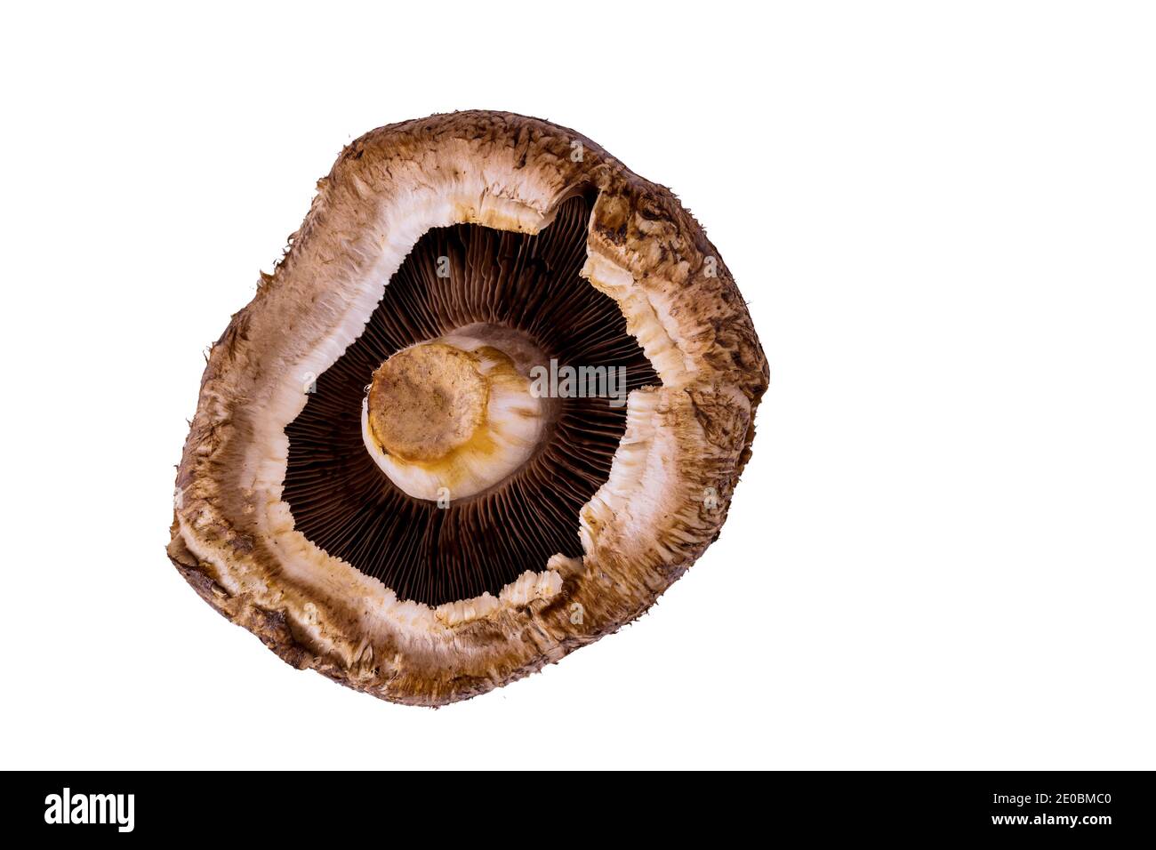 Portabella whole mushroom isolated on white background. Top view. Close ...