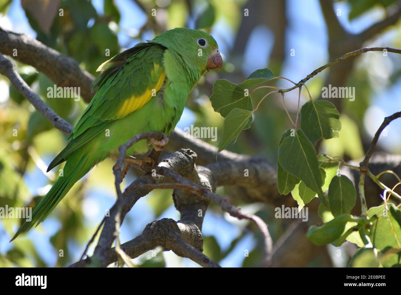Yellow-chevroned parakeet (brotogeris chiriri), perching on a kurrajong tree (Brachychiton populneus) in Buenos Aires city Stock Photo