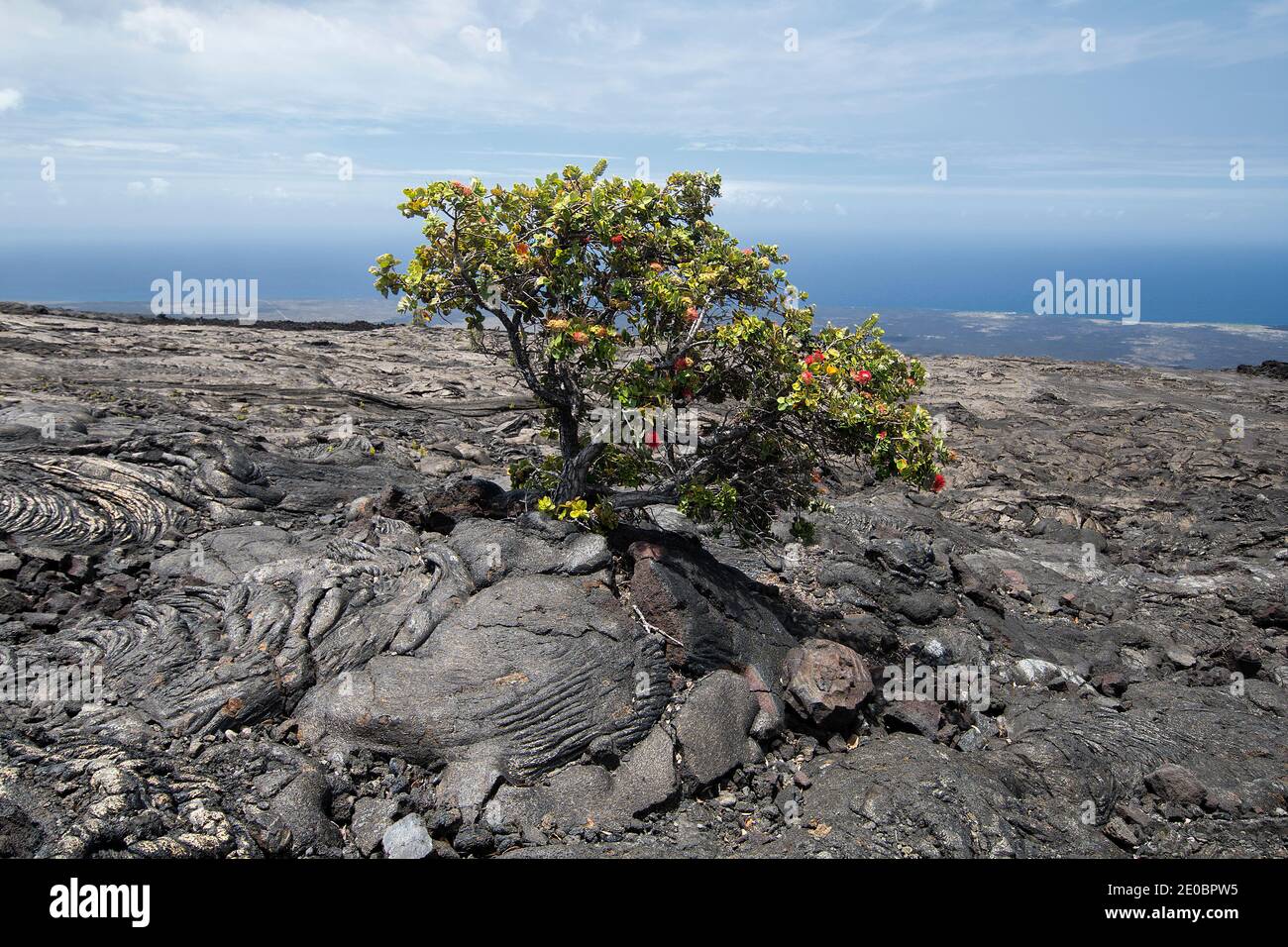 Single tree growing through crack in old lava flow. Big Island Hawaii Stock Photo