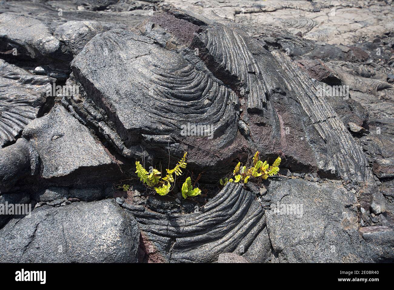 Plants growing through crack in old lava flow. Big Island Hawaii Stock Photo
