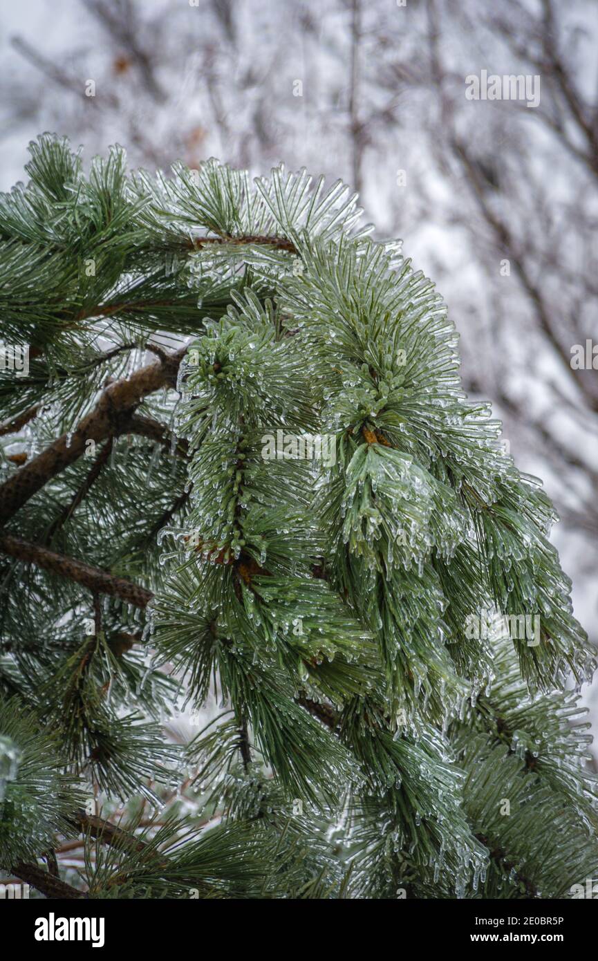 Ice covered tree branches hi-res stock photography and images - Alamy
