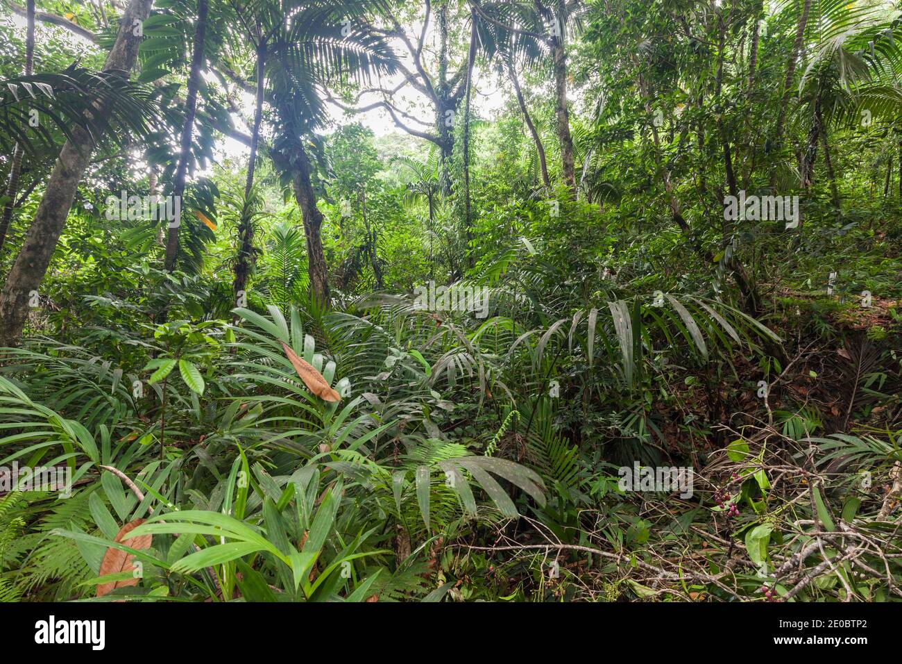 Deep jungle near Ngardmau Waterfall, rain forest in mountain, Ngardmau, Island of Babeldaob, Palau, Micronesia, Oceania Stock Photo