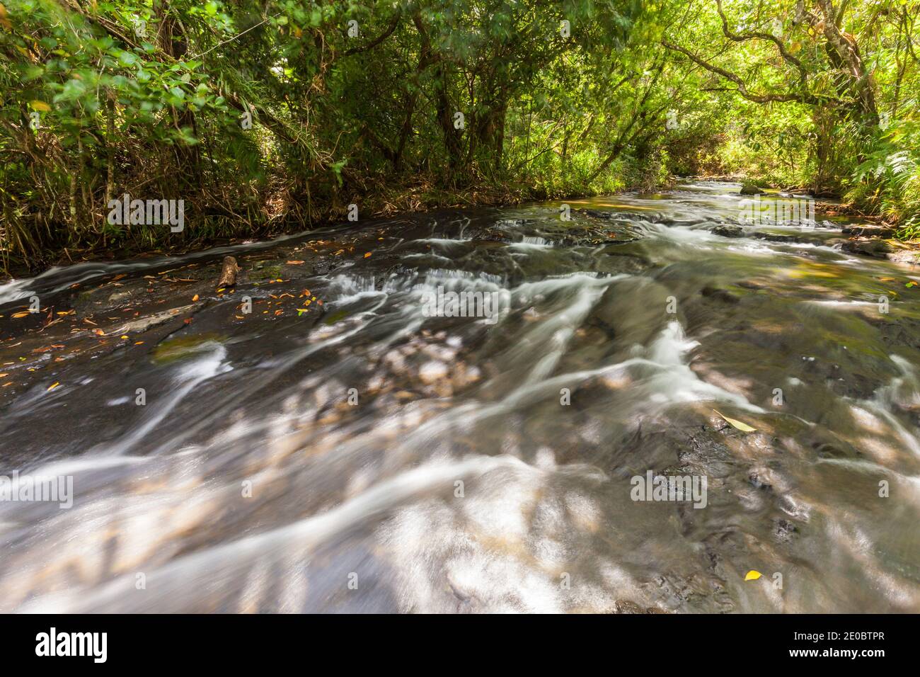 Mountain stream near Ngardmau Waterfall, in deep jngule of rain forest