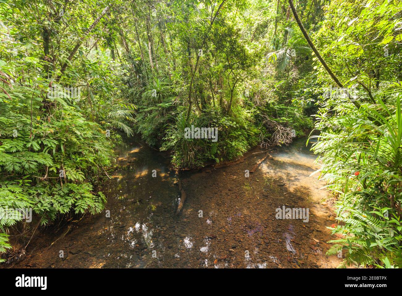 Mountain stream near Ngardmau Waterfall, in deep jngule of rain forest