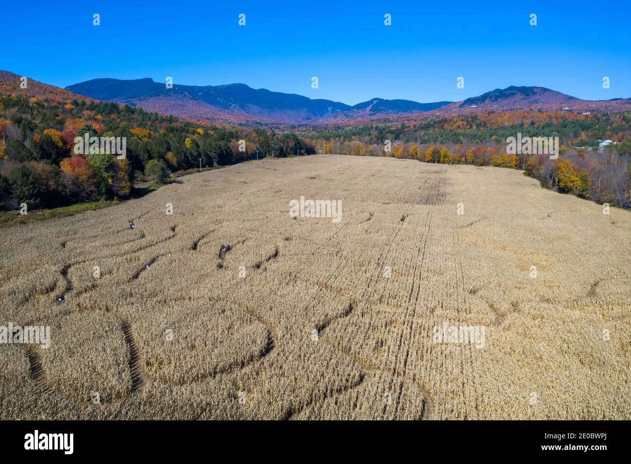 Aerial view of a corn maze in Stowe, Vermont during peak autumn foliage. Stock Photo