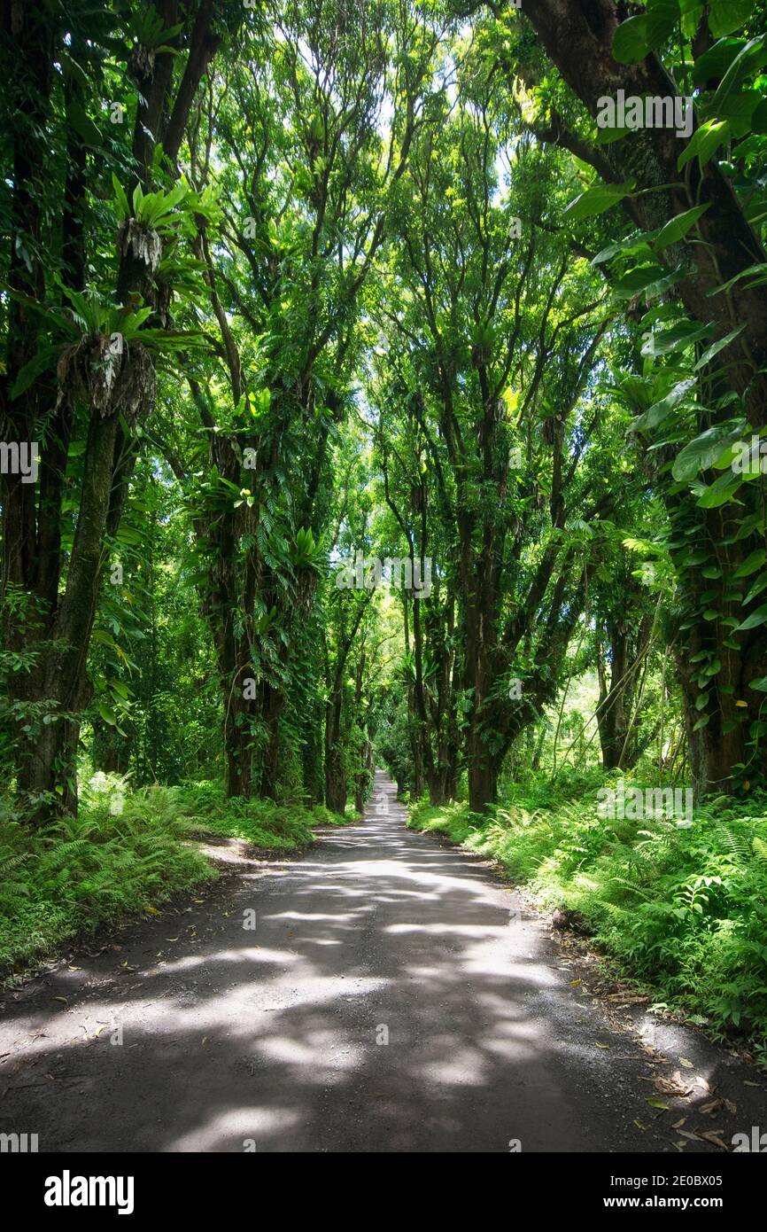 Road through jungle vegetation. Puna, Big Island, Hawaii Stock Photo