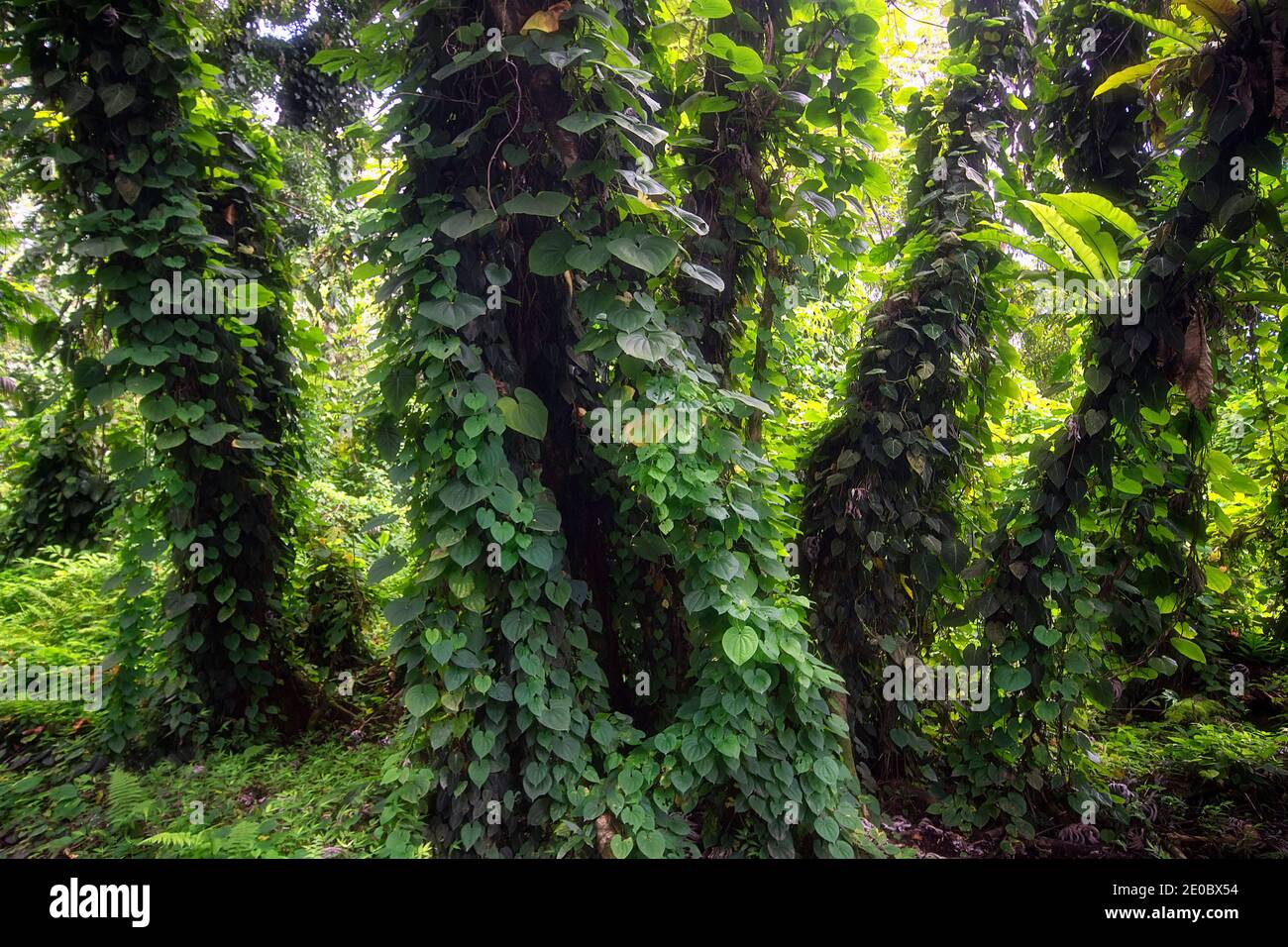 Jungle vegetation, Puna. Big Island, Hawaii Stock Photo