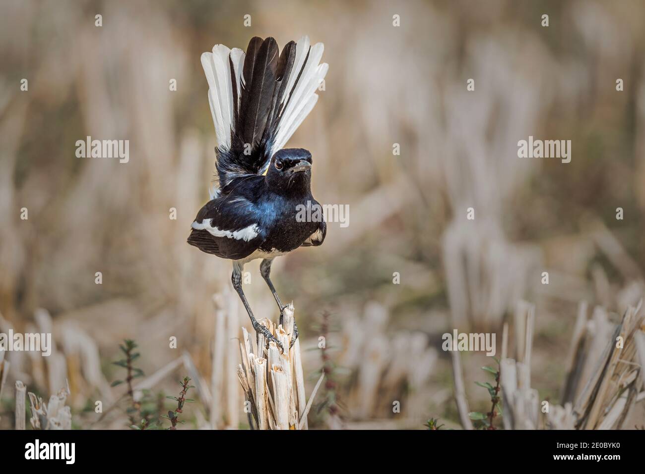 The Magpie Robin (Doyle) birds are the national bird of Bangladesh. Doyle is seen everywhere in the rural areas of Bangladesh.  Apart from the many sm Stock Photo