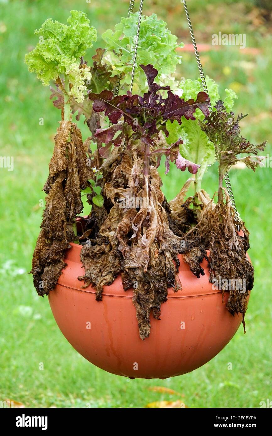 Hanging pot with fading leaves of plants in pot late summer Stock Photo