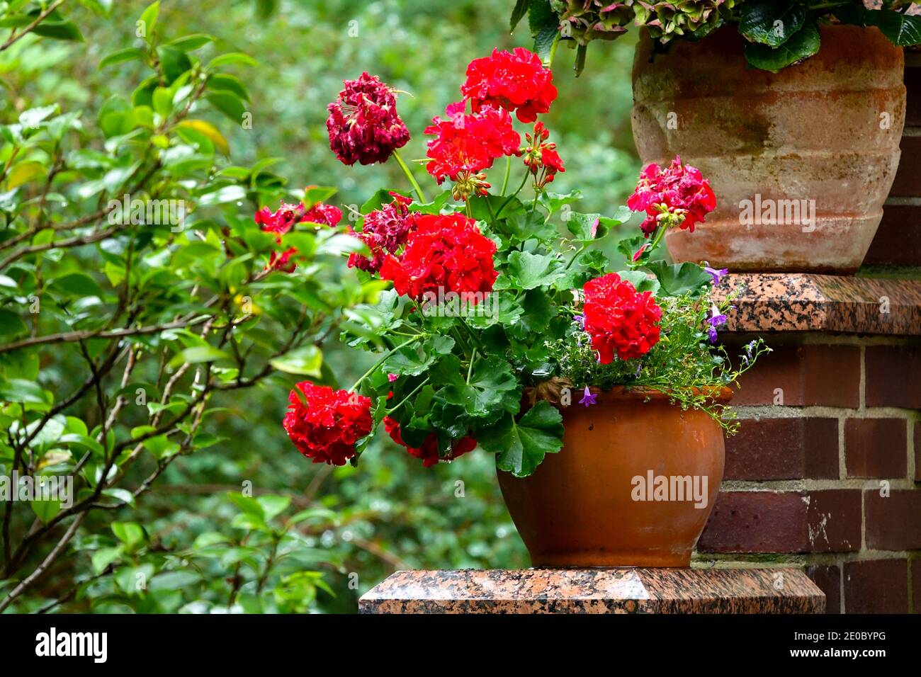 Red geranium in pot garden Pelargonium pot Stock Photo