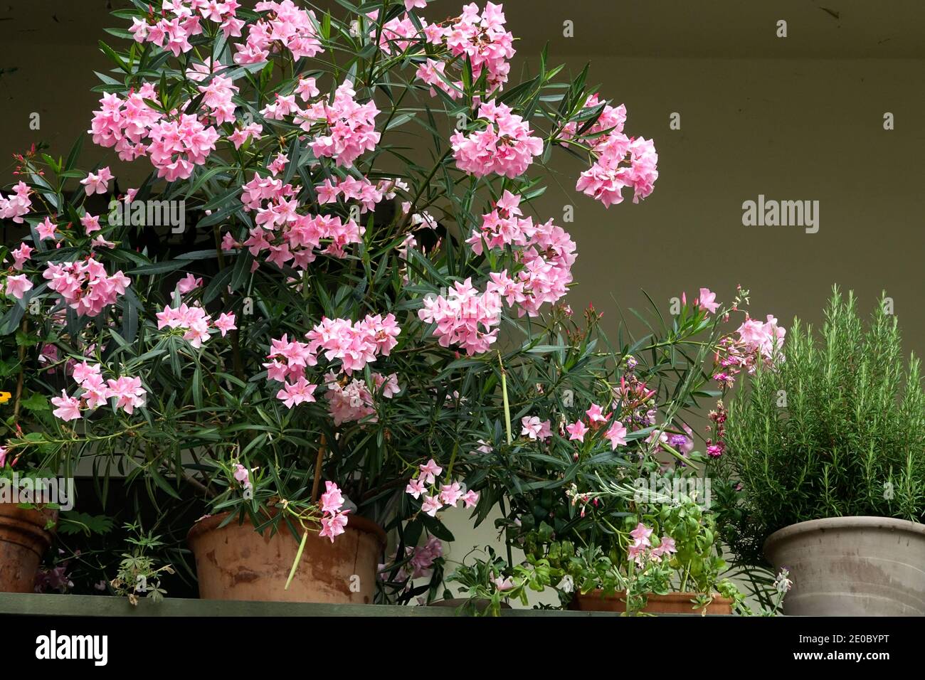 Balcony plants, pink oleander and herbs in pots Stock Photo